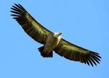 Cresce ancora la colonia sarda dei grifoni, +11,8% nel 2023