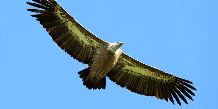 Cresce ancora la colonia sarda dei grifoni, +11,8% nel 2023