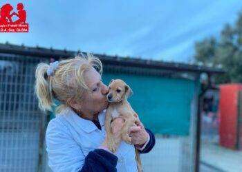 Allarme per violenze sugli animali a Olbia e Sassari