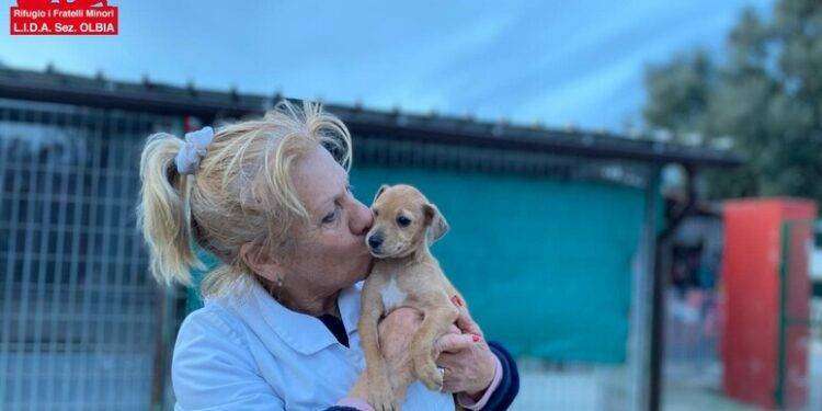 Allarme per violenze sugli animali a Olbia e Sassari