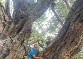 L’olivastro secolare di Luras terzo agli European Tree 2024