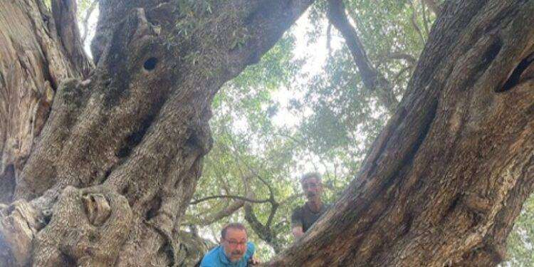 L’olivastro secolare di Luras terzo agli European Tree 2024