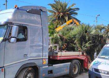 Cagliari, denuncia ambientalista: realizzazione della nuova Via Roma e rimozione delle palme