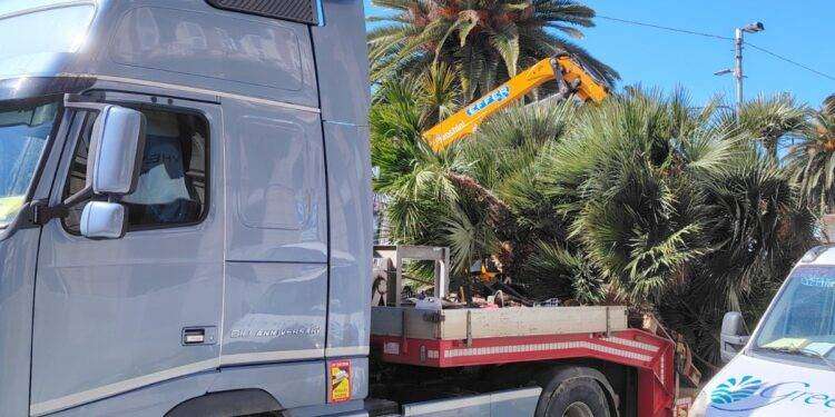 Cagliari, denuncia ambientalista: realizzazione della nuova Via Roma e rimozione delle palme