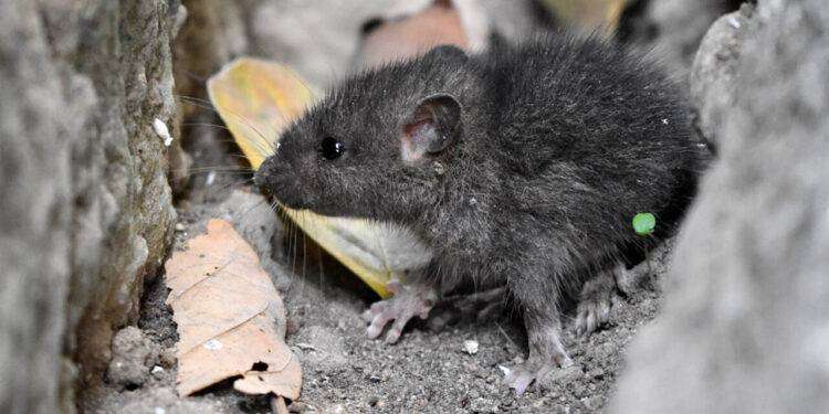 Topi a scuola, protesta degli studenti al “Giua” di via Montecassino