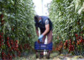 Unicef, nel 2022 in Italia 84mila minori lavoratori