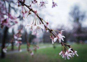 Appello del Wwf al governo, sì a legge sul ripristino natura