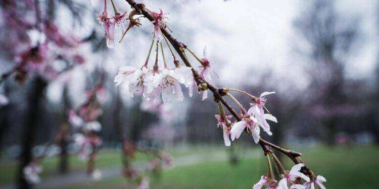 Appello del Wwf al governo, sì a legge sul ripristino natura