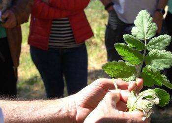 Villanova Monteleone, “le erbe sarde patrimonio inestimabile”