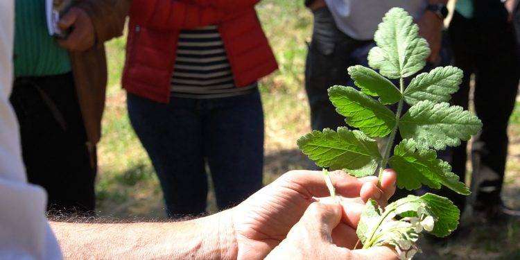 Villanova Monteleone, “le erbe sarde patrimonio inestimabile”