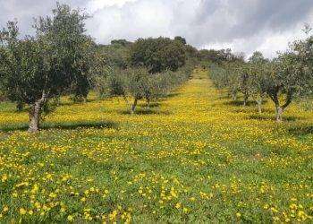 Confagricoltura, ‘nel Coghinas a rischio le colture estive’