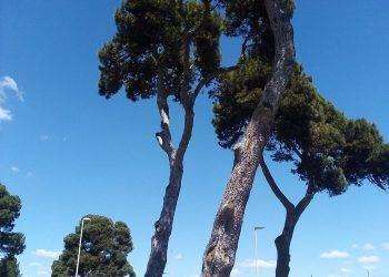 Cagliari, abbattimento alberi in via Calamosca: “le foto della vergogna”