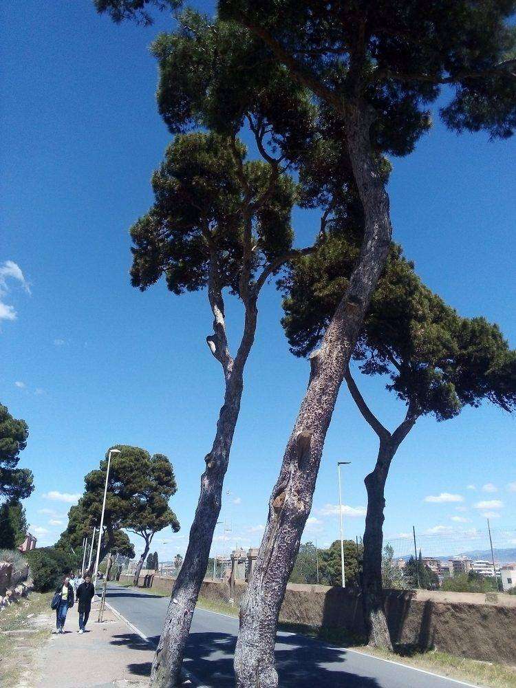 Cagliari, abbattimento alberi in via Calamosca: “le foto della vergogna”
