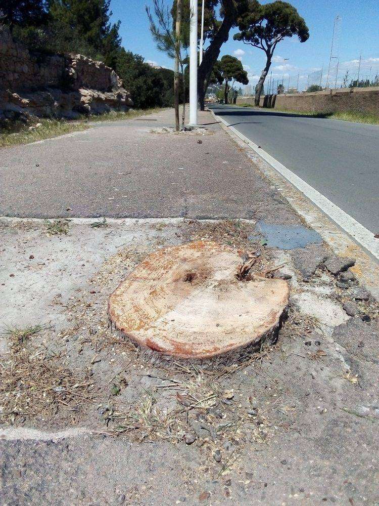 Cagliari, abbattimento alberi in via Calamosca: “le foto della vergogna”