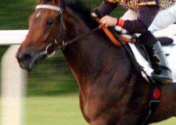 Astro nascente italiano dell’ippica Cherchi muore in Australia