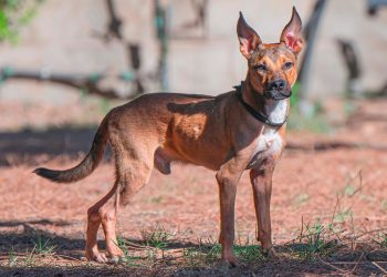 Al Canile di Cagliari Osso e i suoi amici a quattro zampe aspettano una nuova famiglia