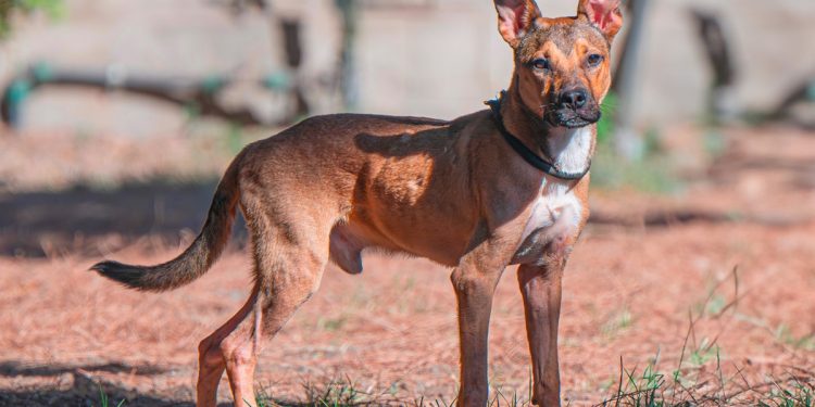 Al Canile di Cagliari Osso e i suoi amici a quattro zampe aspettano una nuova famiglia