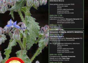 Villanova Monteleone, un weekend a Monte Minerva alla scoperta delle erbe spontanee della Sardegna