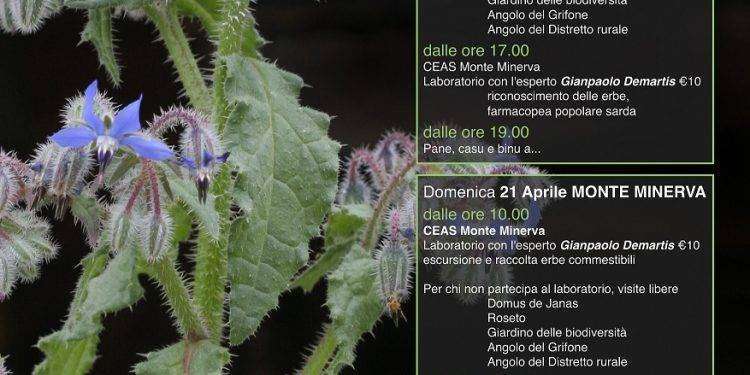 Villanova Monteleone, un weekend a Monte Minerva alla scoperta delle erbe spontanee della Sardegna