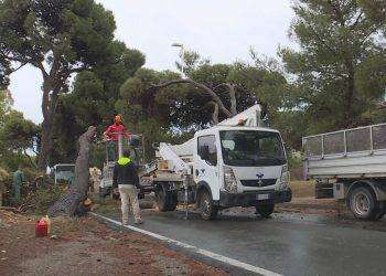 Cagliari, il comune abbatte 12 pini in viale Calamosca