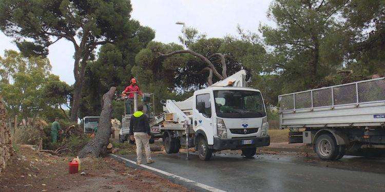 Cagliari, il comune abbatte 12 pini in viale Calamosca