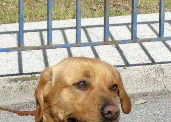 Cocaina ed eroina in carcere, trovate grazie a cane antidroga