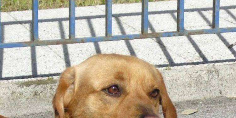 Cocaina ed eroina in carcere, trovate grazie a cane antidroga