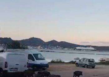 Cinghiali a spasso per Olbia, petizione degli abitanti