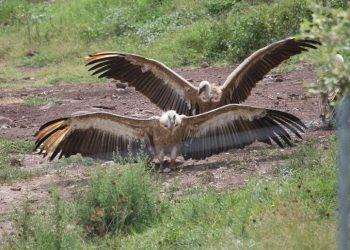 Nel sud Sardegna si celebra il ritorno del grifone dopo 60 anni