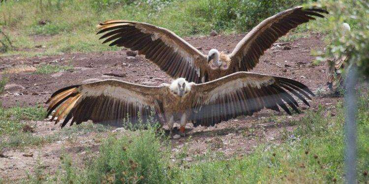 Nel sud Sardegna si celebra il ritorno del grifone dopo 60 anni
