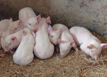 Porcetto di Sardegna Igp, nasce il comitato promotore