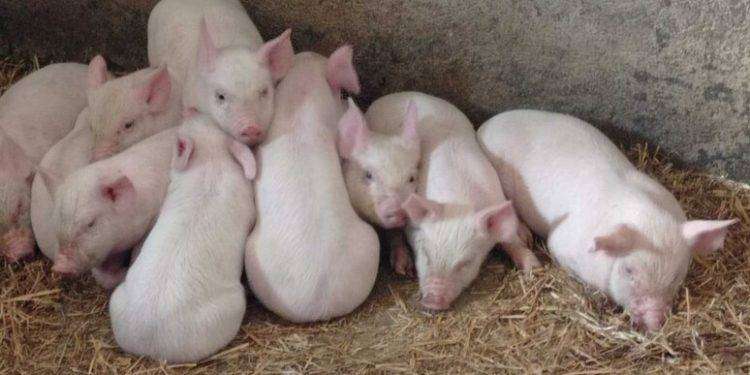 Porcetto di Sardegna Igp, nasce il comitato promotore