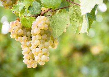 Le bollicine sarde in vetrina al Vinitaly di Verona