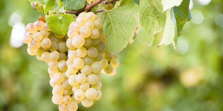 Le bollicine sarde in vetrina al Vinitaly di Verona