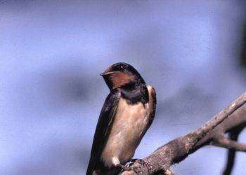 Staccò la testa di un passerotto a morsi, denunciato un 35enne