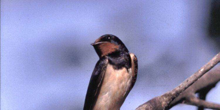 Staccò la testa di un passerotto a morsi, denunciato un 35enne