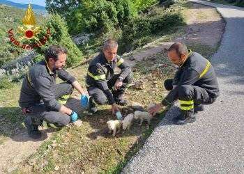 Cuccioli abbandonati dentro bustone salvati dai Vigili del fuoco