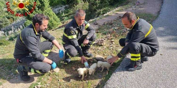 Cuccioli abbandonati dentro bustone salvati dai Vigili del fuoco