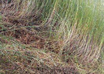 Cavallette, cauto ottimismo su diminuzione del fenomeno