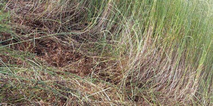 Cavallette, cauto ottimismo su diminuzione del fenomeno