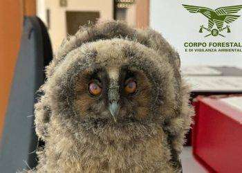Cinque rapaci salvati dal Corpo Forestale nel sud Sardegna