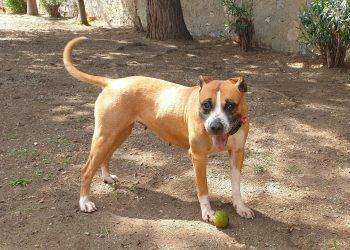 Duana, il terrier è la protagonista della Campagna di adozioni del Canile comunale di Cagliari