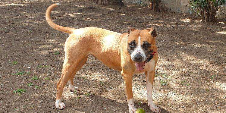 Duana, il terrier è la protagonista della Campagna di adozioni del Canile comunale di Cagliari