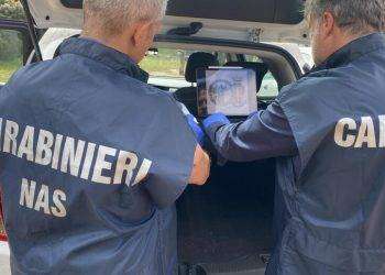 Blitz del Nas nelle palestre di Sassari, due arresti