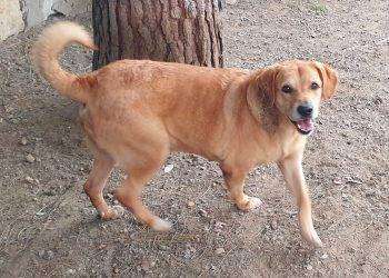 Cagliari, al Canile municipale Nutella e altri amici a quattro zampe aspettano una nuova famiglia