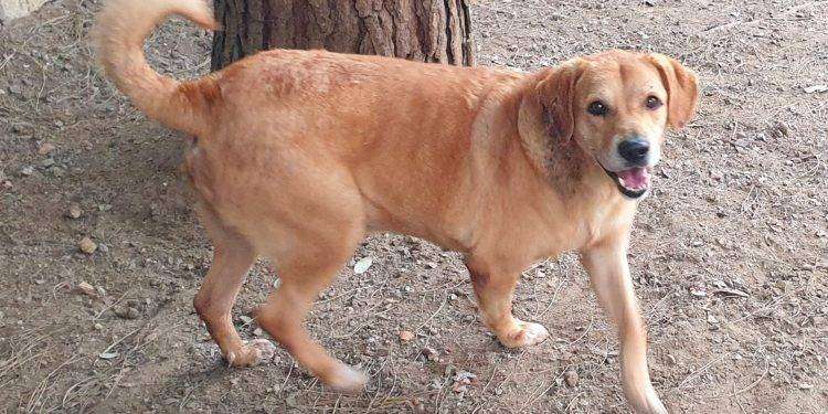 Cagliari, al Canile municipale Nutella e altri amici a quattro zampe aspettano una nuova famiglia