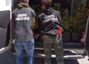 Il Corpo Forestale arresta un uomo e sequestra 209 piante di canapa