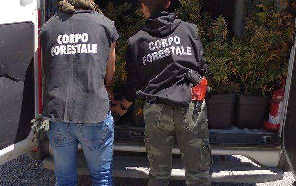 Il Corpo Forestale arresta un uomo e sequestra 209 piante di canapa