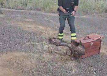 Stremato dal viaggio migratorio, falco pecchiaiolo torna a volare