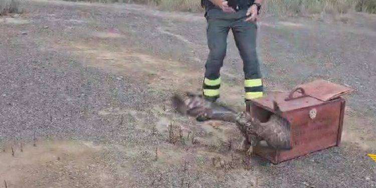 Stremato dal viaggio migratorio, falco pecchiaiolo torna a volare